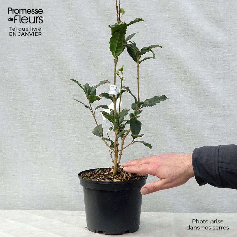 Osmanthus fragrans Aurantiacus - Osmanthe parfumé Pot de 2L/3L esemplare consegnato in inverno