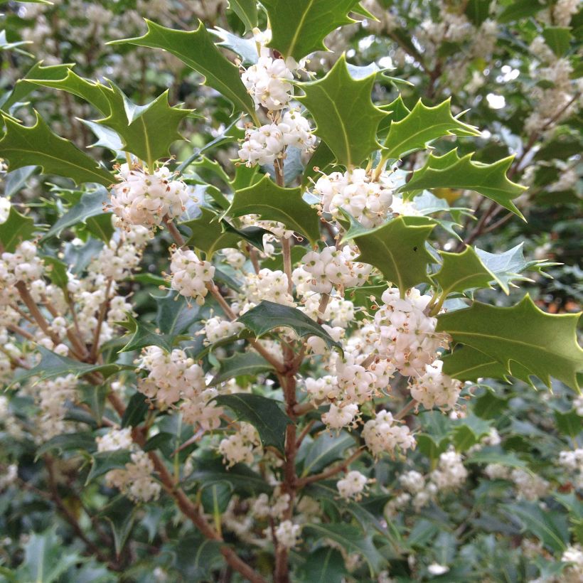 Osmanthus heterophyllus Gulftide - Osmanto (Fioritura)