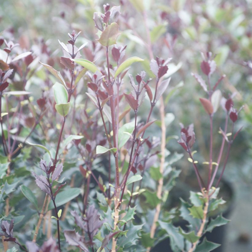 Osmanthus heterophyllus Purpureus - Osmanto (Fogliame)