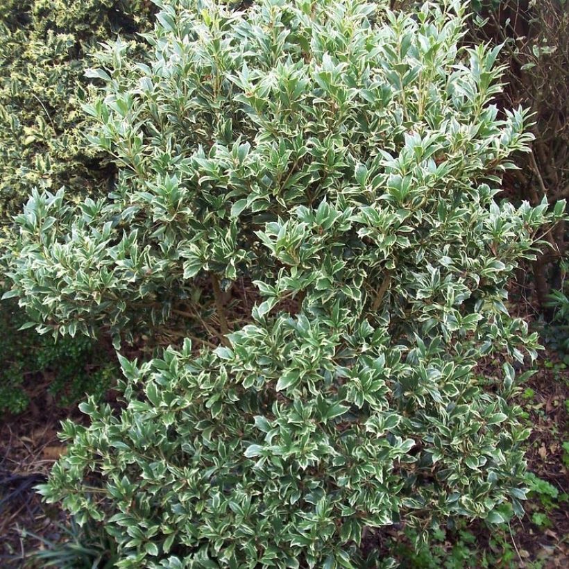 Osmanthus heterophyllus Variegatus - Osmanto (Porto)