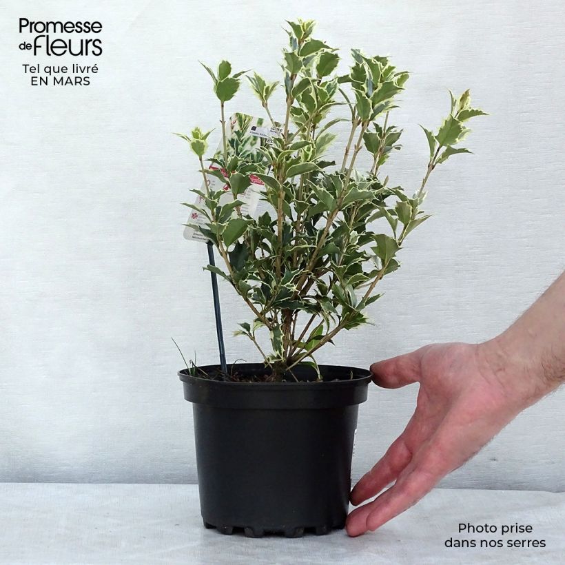 Osmanthus heterophyllus Variegatus - Osmanthe panaché en pot de 2L/3L esemplare consegnato in inverno