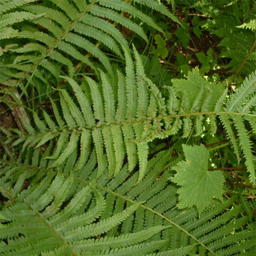 Osmunda claytoniana (Fogliame)