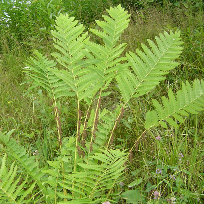 Osmunda claytoniana (Porto)