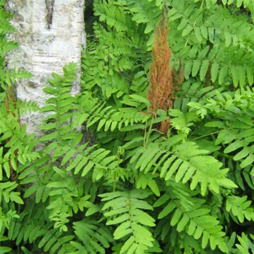 Osmunda regalis Purpurascens - Felce regale (Fogliame)