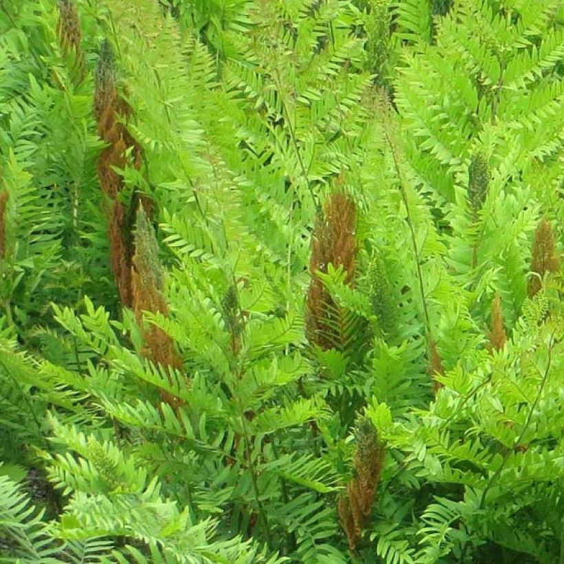 Osmunda regalis Purpurascens - Felce regale (Fioritura)