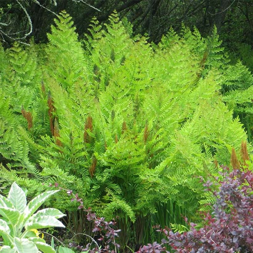 Osmunda regalis Purpurascens - Felce regale (Porto)