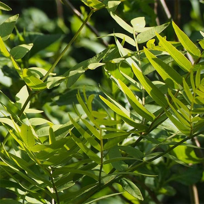 Osmunda japonica (Fogliame)