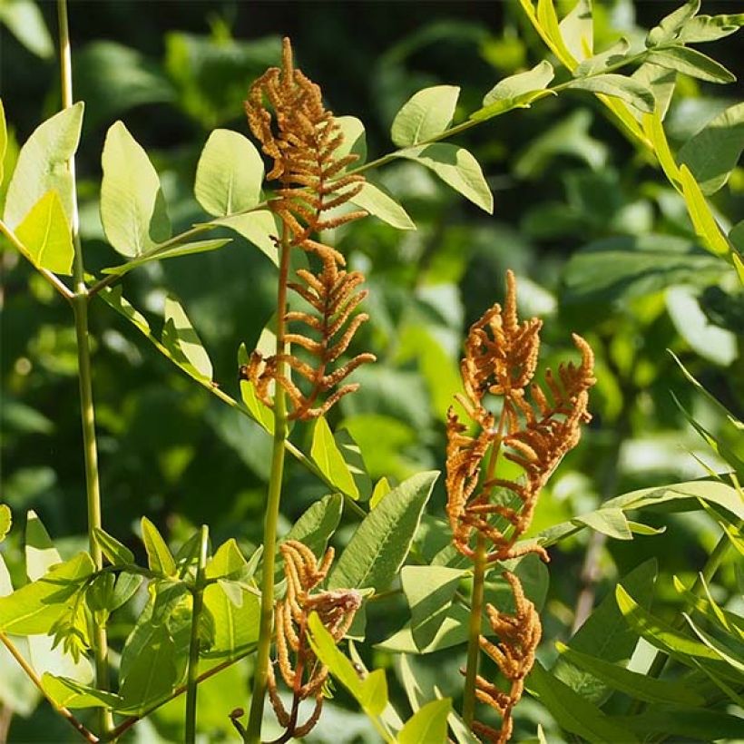 Osmunda japonica (Fioritura)