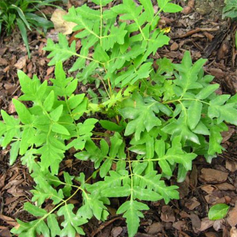 Osmunda regalis Cristata - Felce regale (Fogliame)