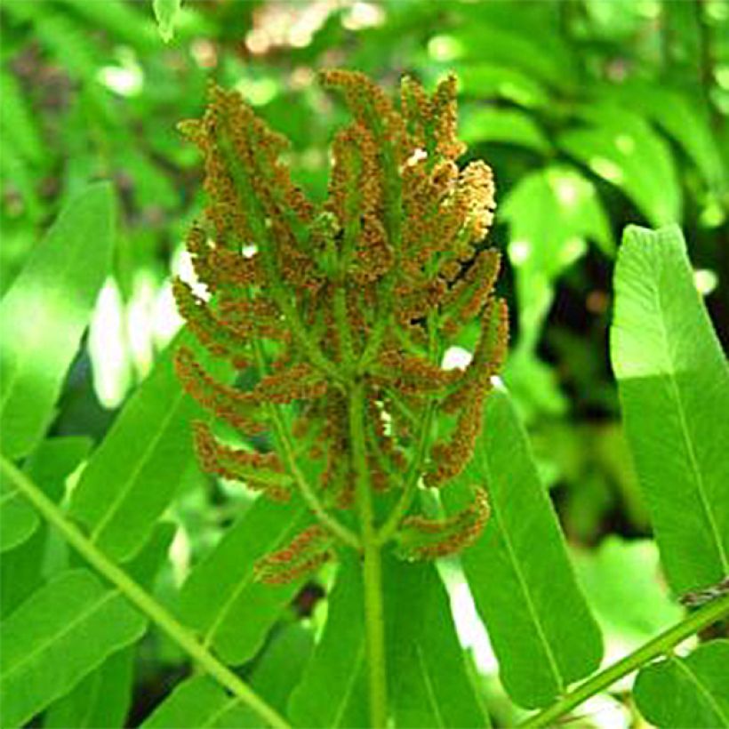 Osmunda regalis Cristata - Felce regale (Fioritura)