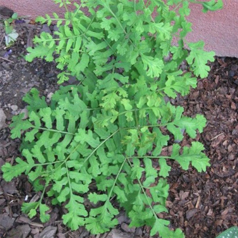 Osmunda regalis Cristata - Felce regale (Porto)