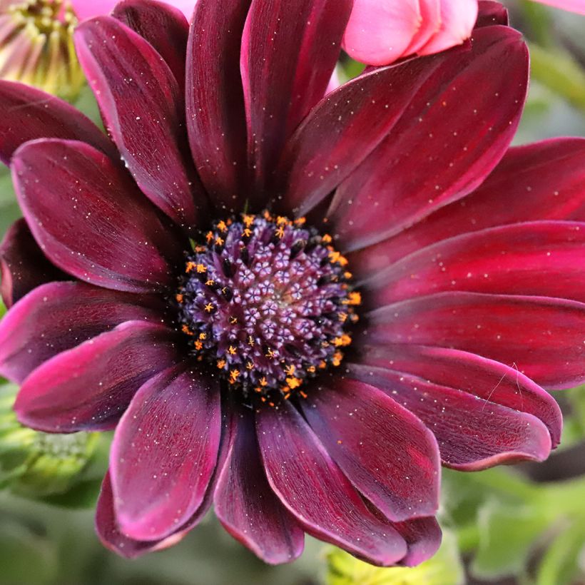 Osteospermum Dalina Red Dark (Fioritura)