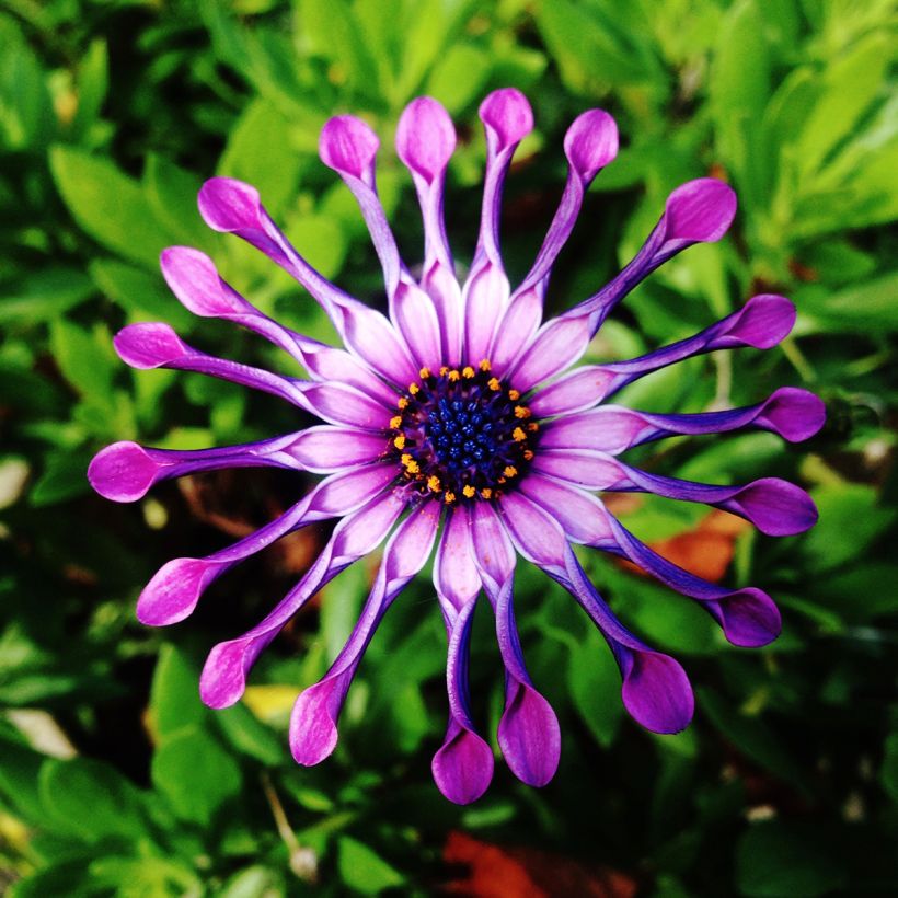 Osteospermum Flower Power Spider Pink (Fioritura)