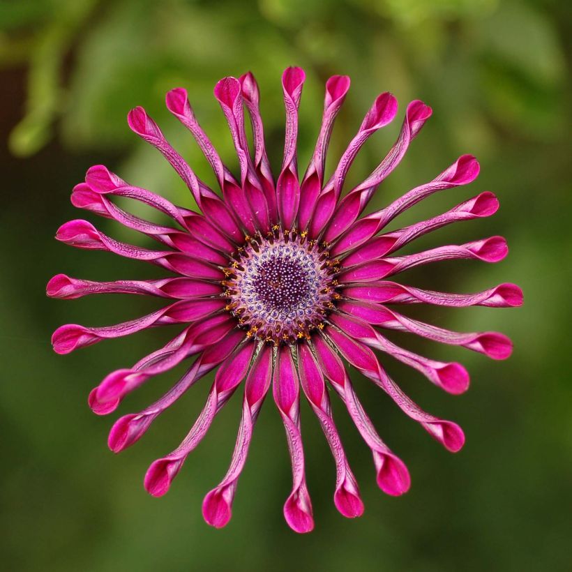 Osteospermum Flower Power Spider Purple (Fioritura)