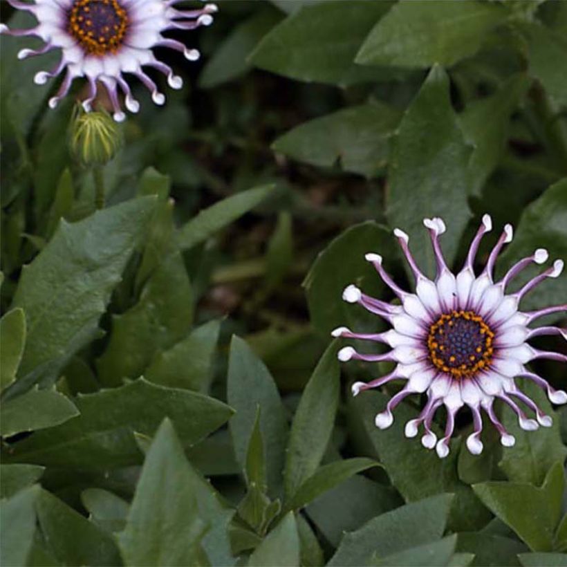 Osteospermum Flower Power Spider White (Fioritura)