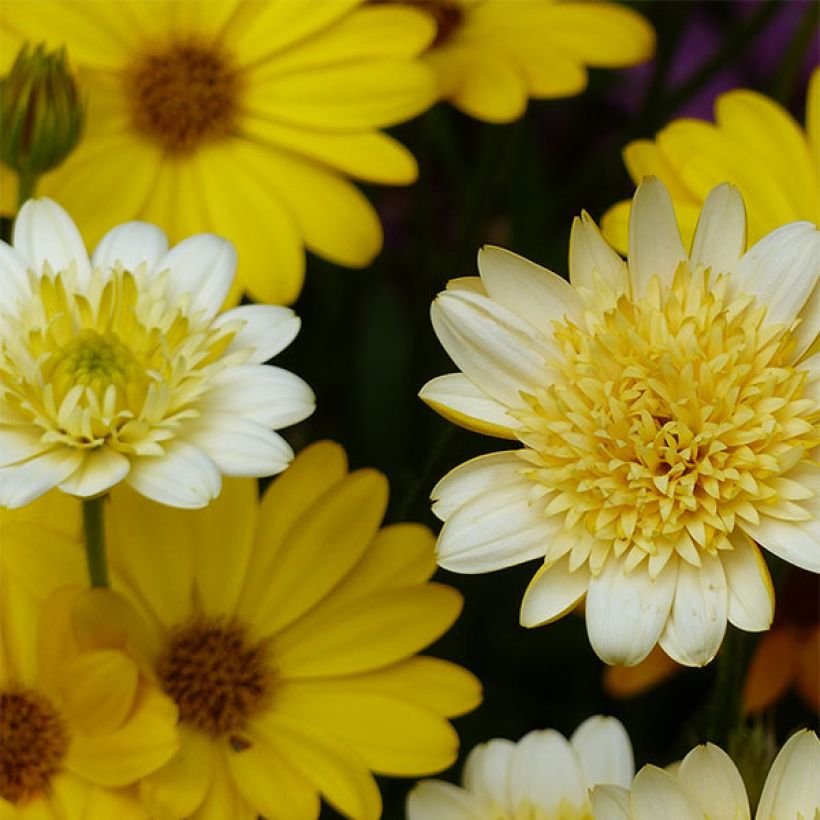 Osteospermum Summersmile Double Golden Yellow (Fioritura)