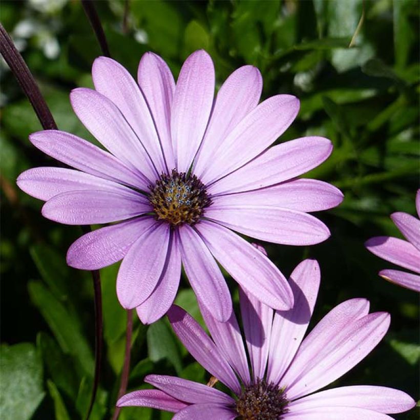 Osteospermum Summersmile Soft Violet (Fioritura)