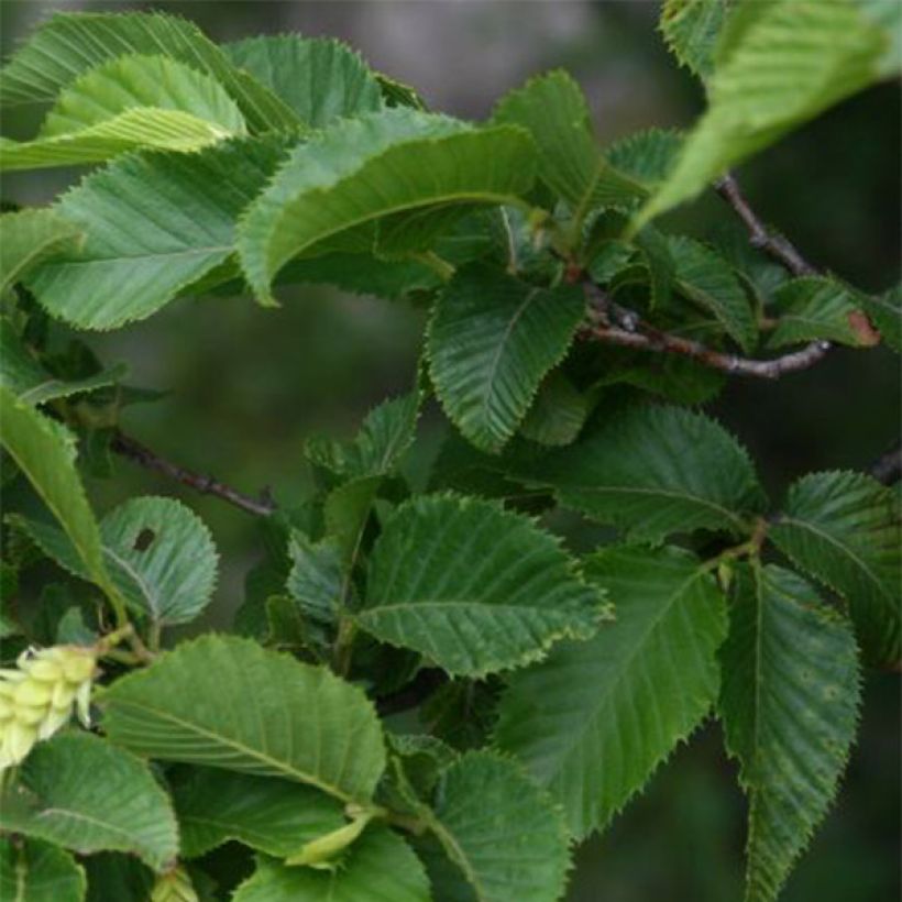 Ostrya carpinifolia - Carpino nero (Fogliame)