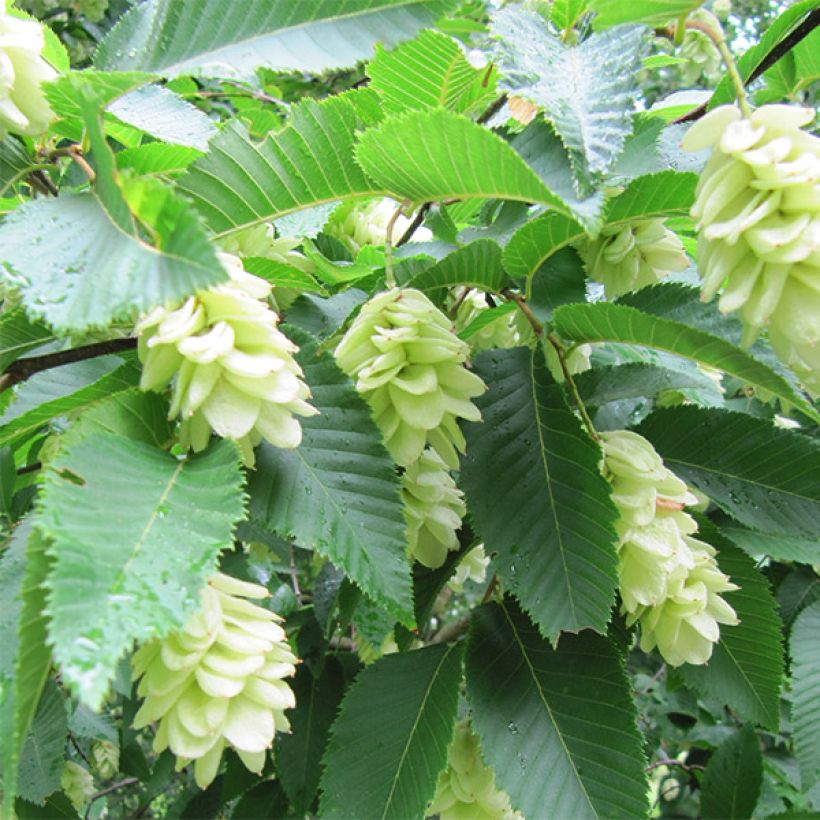 Ostrya carpinifolia - Carpino nero (Fioritura)