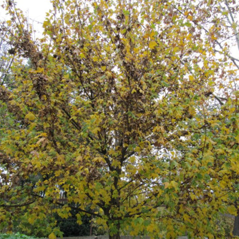 Ostrya carpinifolia - Carpino nero (Porto)