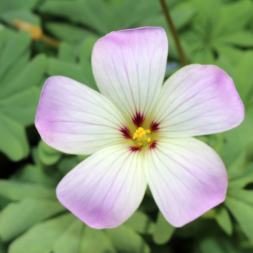 Oxalis adenophylla - Ossalide rosa (Fioritura)