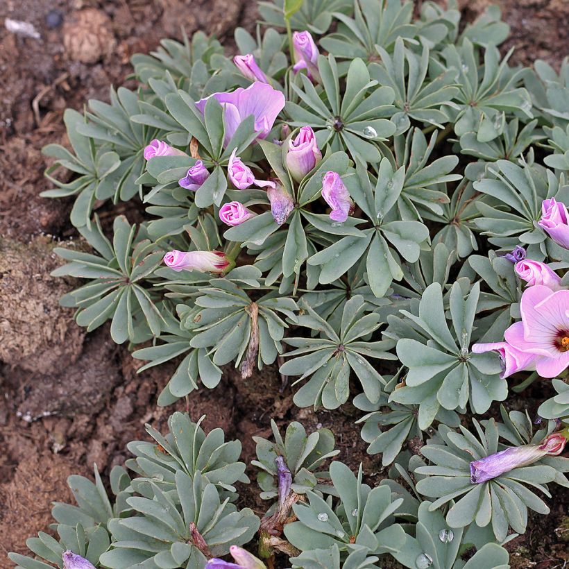 Oxalis adenophylla - Ossalide rosa (Porto)