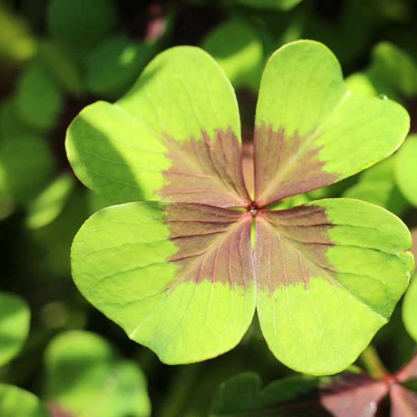 Oxalis deppei (Fogliame)