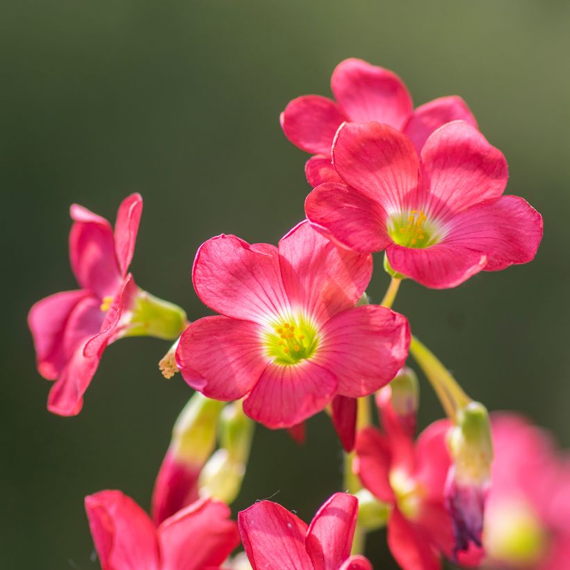 Oxalis deppei (Fioritura)