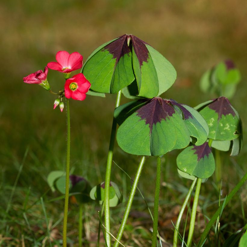 Oxalis deppei (Porto)