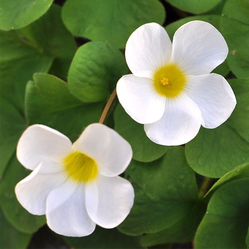 Oxalis purpurea Alba - Acetosella purpurea (Fioritura)