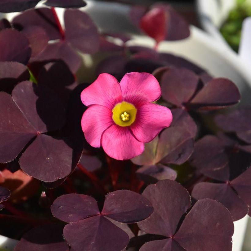 Oxalis purpurea Garnet - Acetosella purpurea (Fioritura)