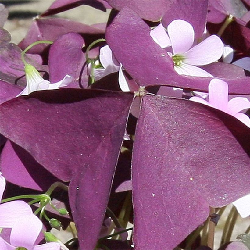 Oxalis triangularis subsp.papilionacea Atropurpurea (Fogliame)