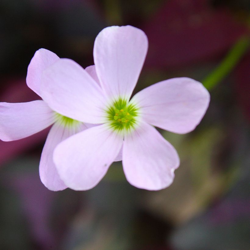 Oxalis triangularis subsp.papilionacea Atropurpurea (Fioritura)