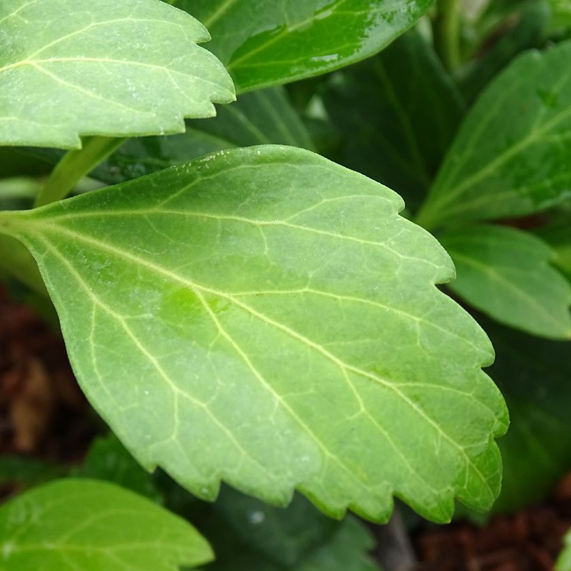 Pachysandra terminalis Green Carpet (Fogliame)