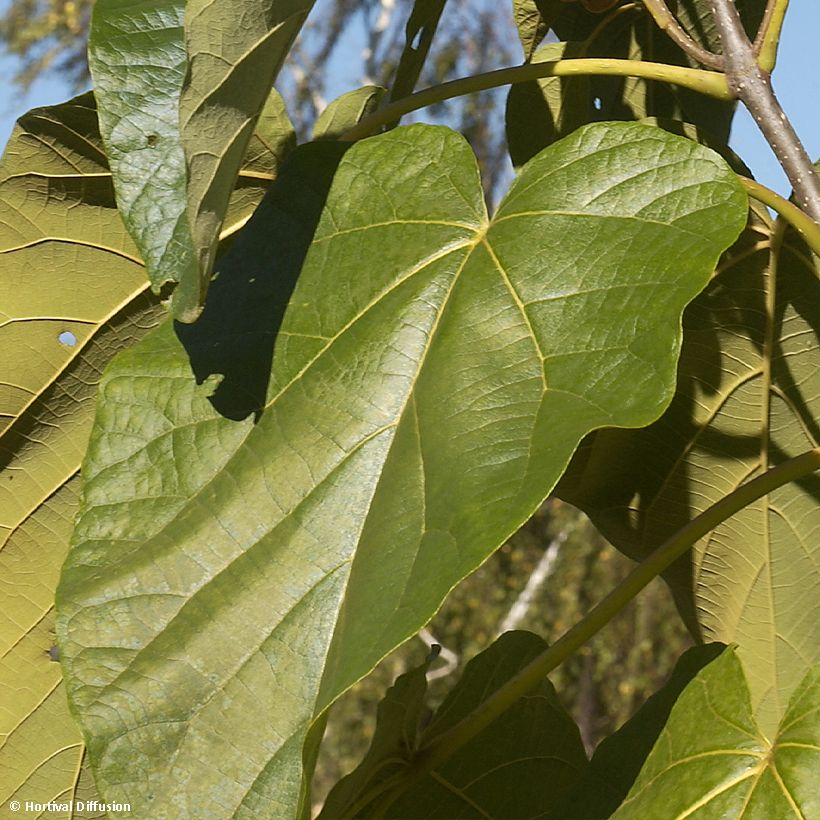 Paulownia fortunei Fast Blue Minfast (Fogliame)