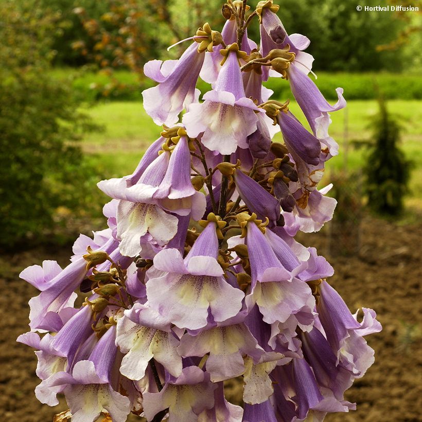 Paulownia fortunei Fast Blue Minfast (Fioritura)