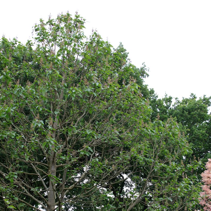 Paulownia fortunei Fast Blue Minfast (Porto)