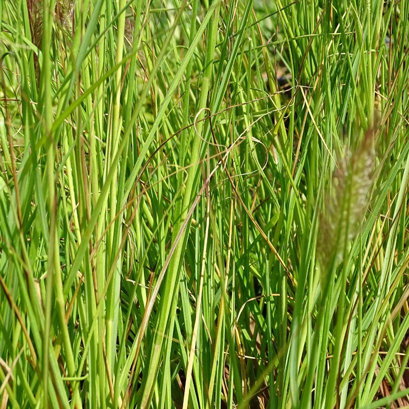 Pennisetum alopecuroïdes Cassian (Fogliame)