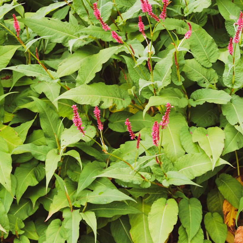 Persicaria amplexicaulis Amethyst (Fogliame)