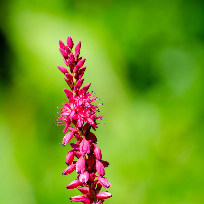 Persicaria amplexicaulis Amethyst (Fioritura)