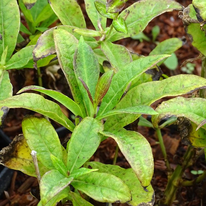 Phlox paniculata Amethyst (Fogliame)