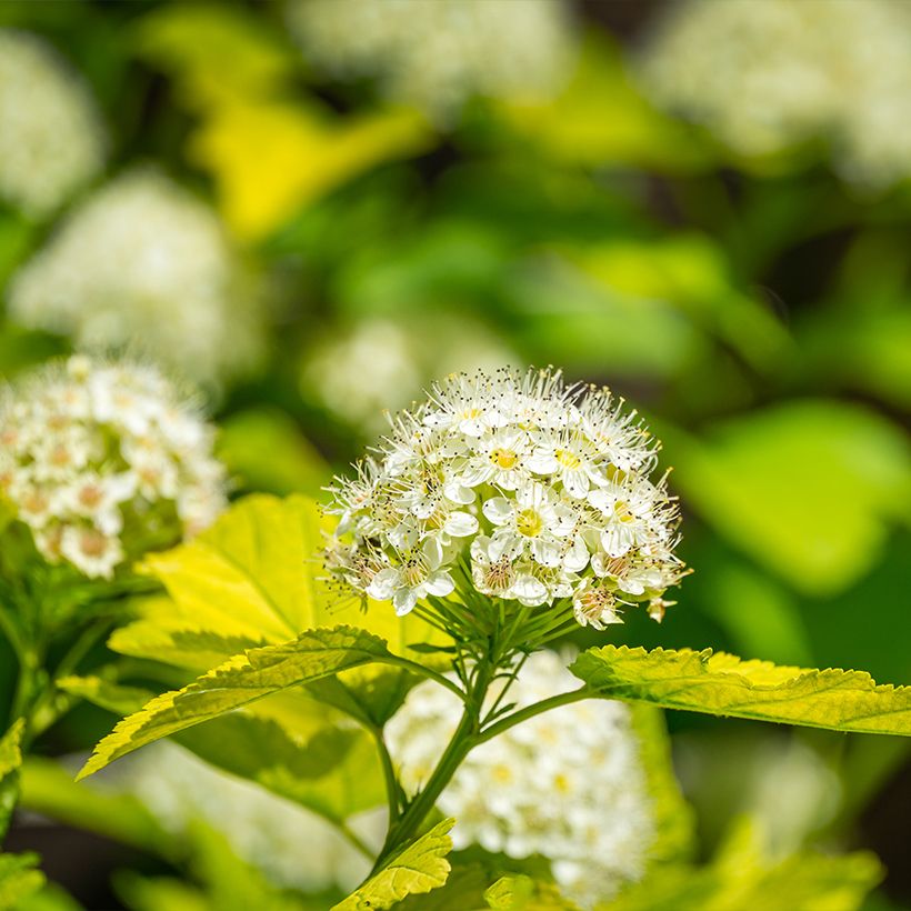 Physocarpus opulifolius Nugget (Fioritura)