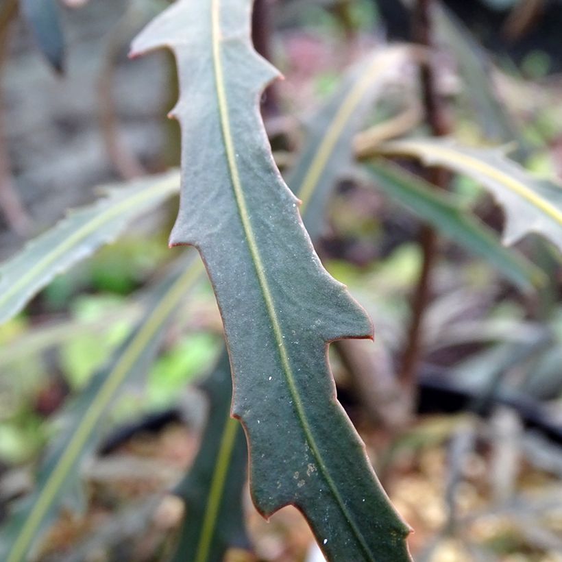 Pseudopanax Bronze Eagle (Fogliame)