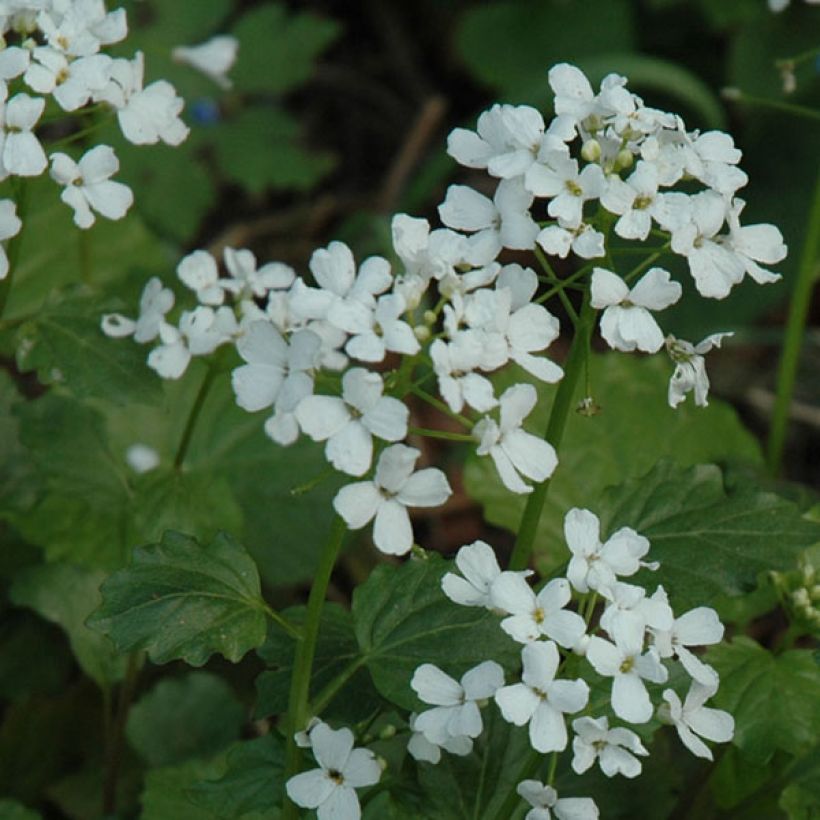 Pachyphragma macrophyllum (Fioritura)