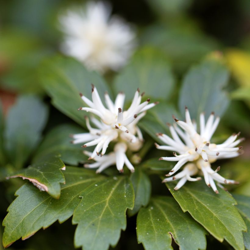 Pachysandra terminalis Green Carpet (Fioritura)