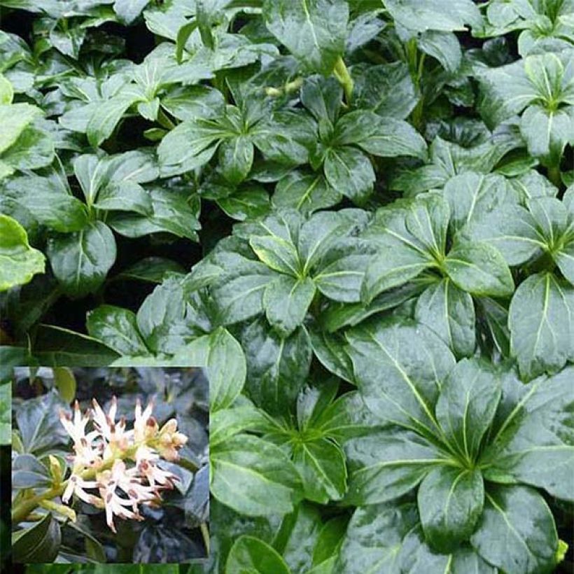 Pachysandra terminalis Green Sheen (Fogliame)