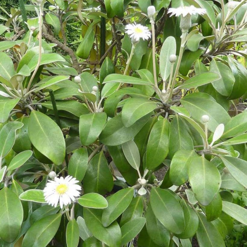 Pachystegia insignis Daizea Hardec (Fogliame)