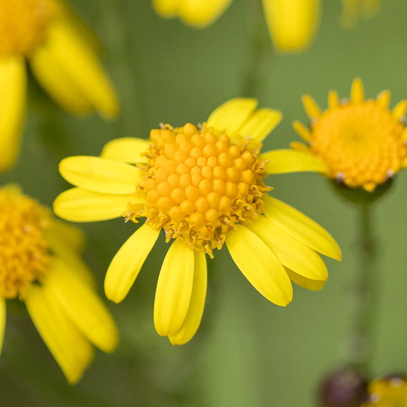 Packera aurea (Fioritura)