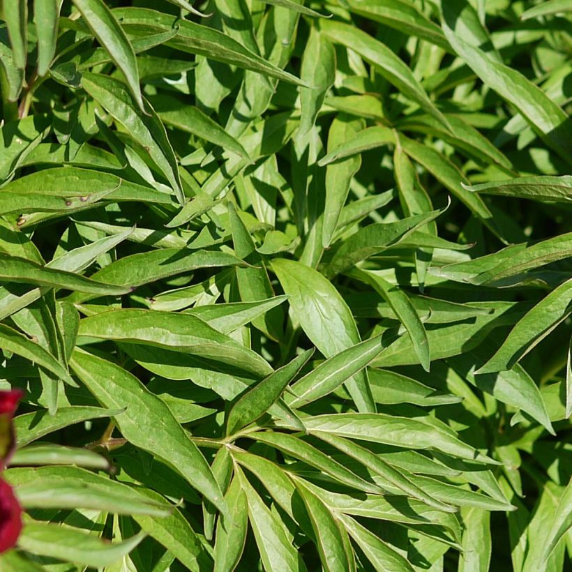 Peonia erbacea Early Scout (Fogliame)