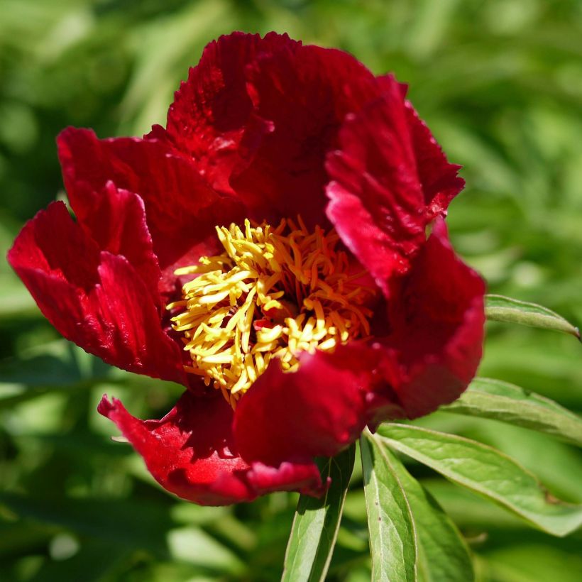 Peonia erbacea Early Scout (Fioritura)